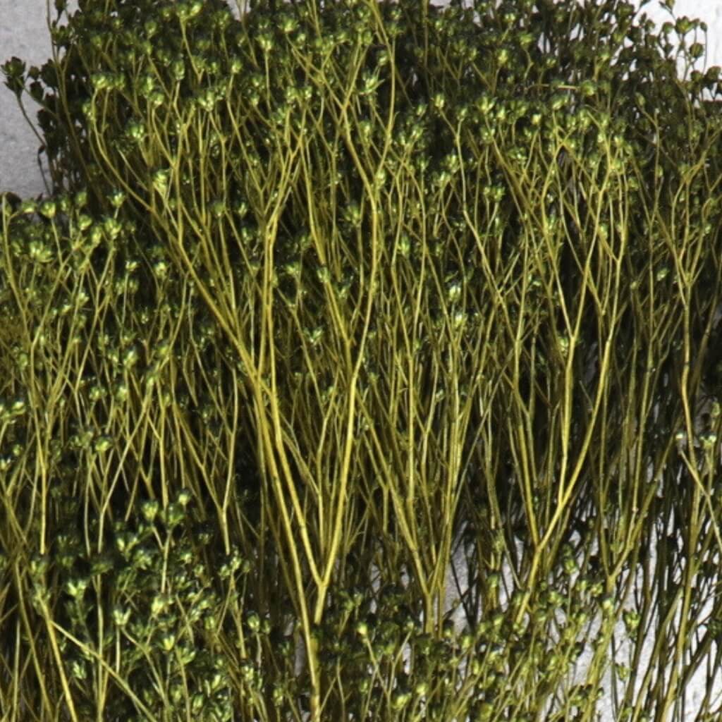 Sušený Broom Bloom Verde Bosco tmavě zelená – přírodní sušené květiny pro dekorace